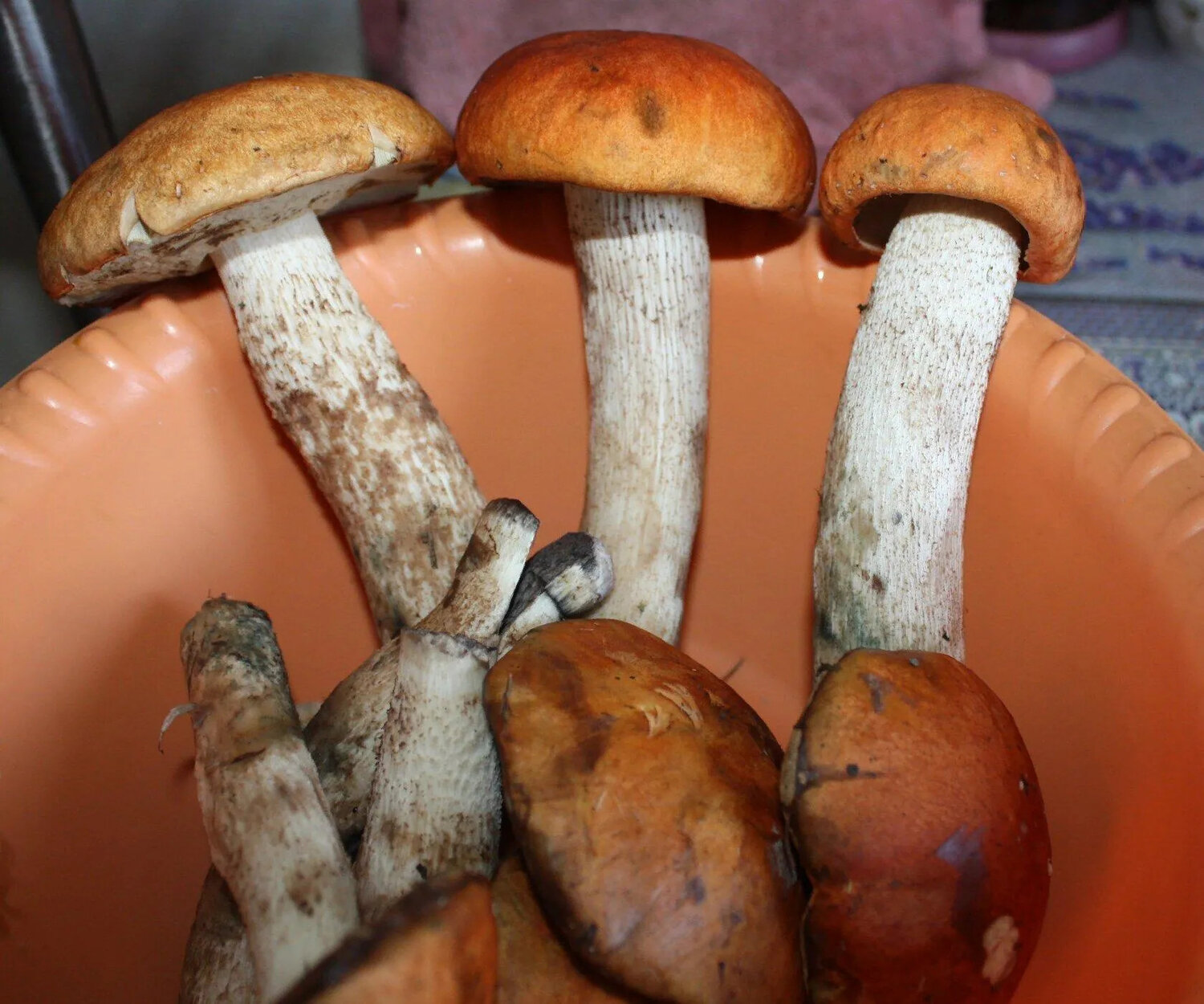 Photo #13927108