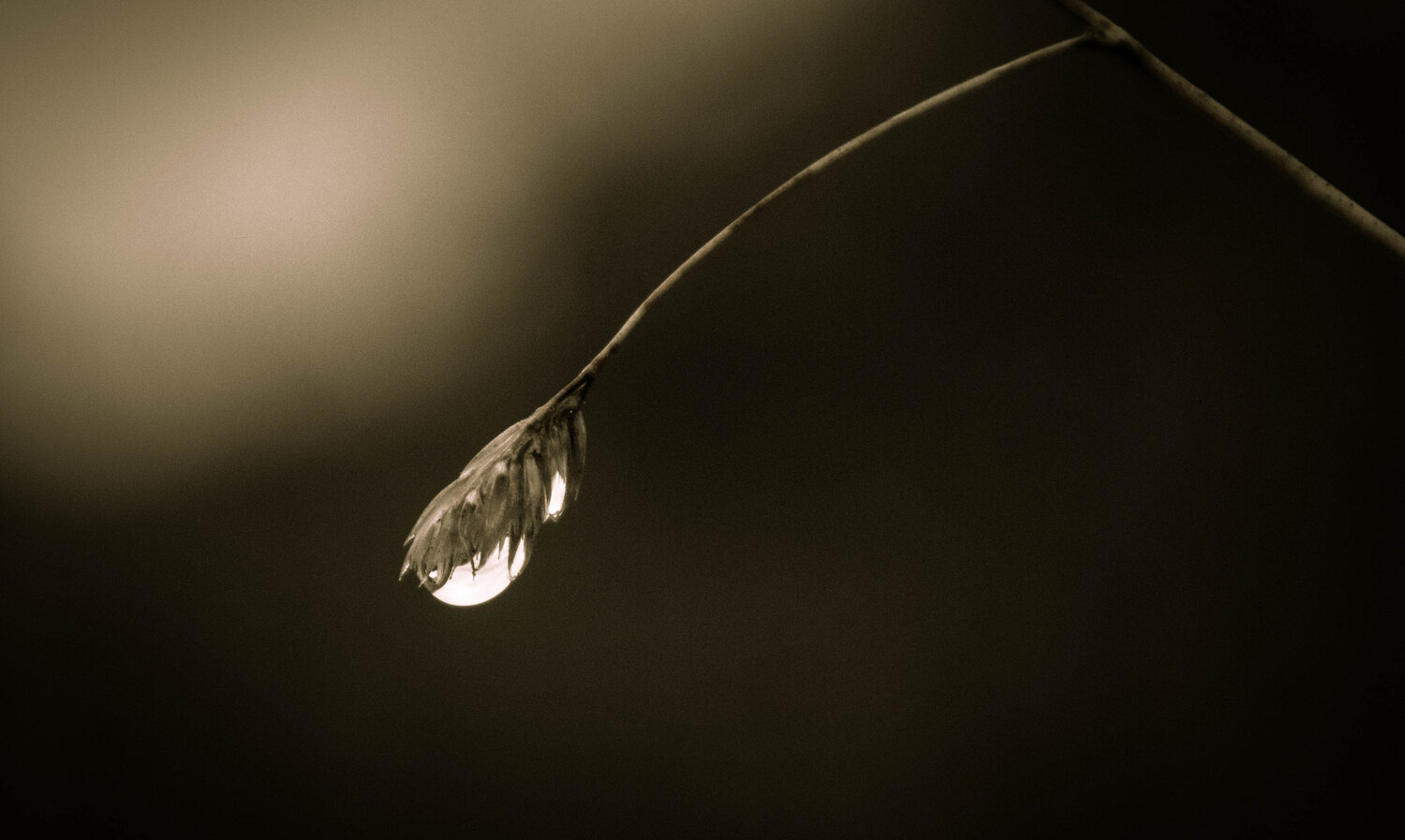 Photo #13927137