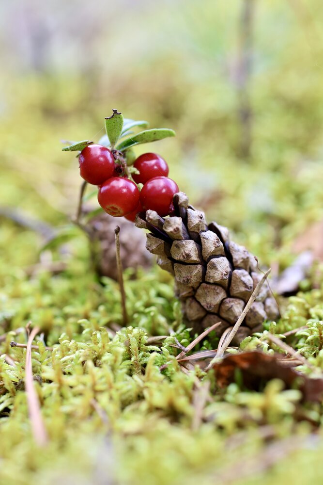 Photograph by Елена Карпухно