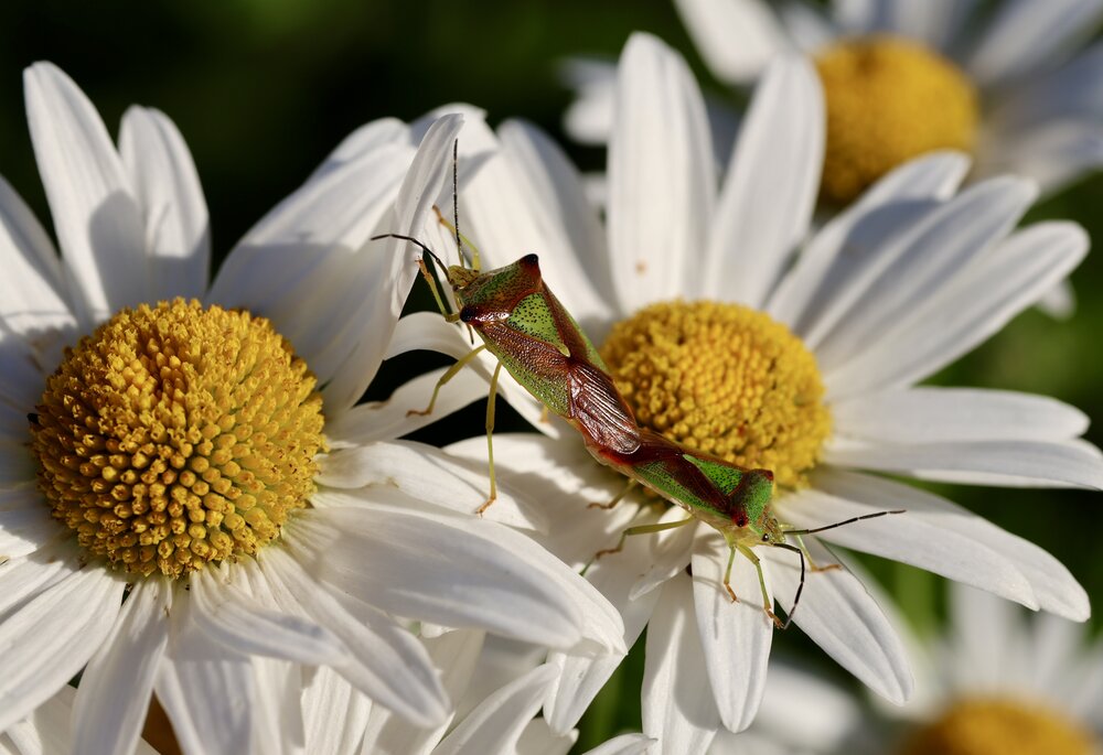 Photograph by Елена Карпухно