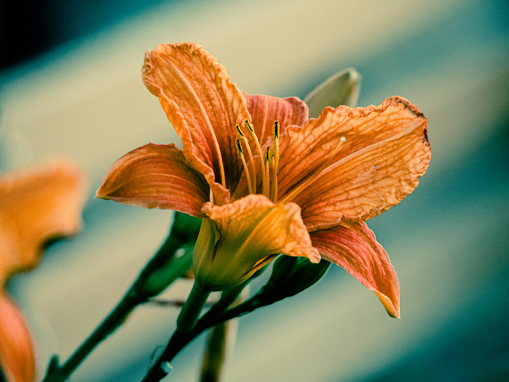 Photograph by Anna Prohorova