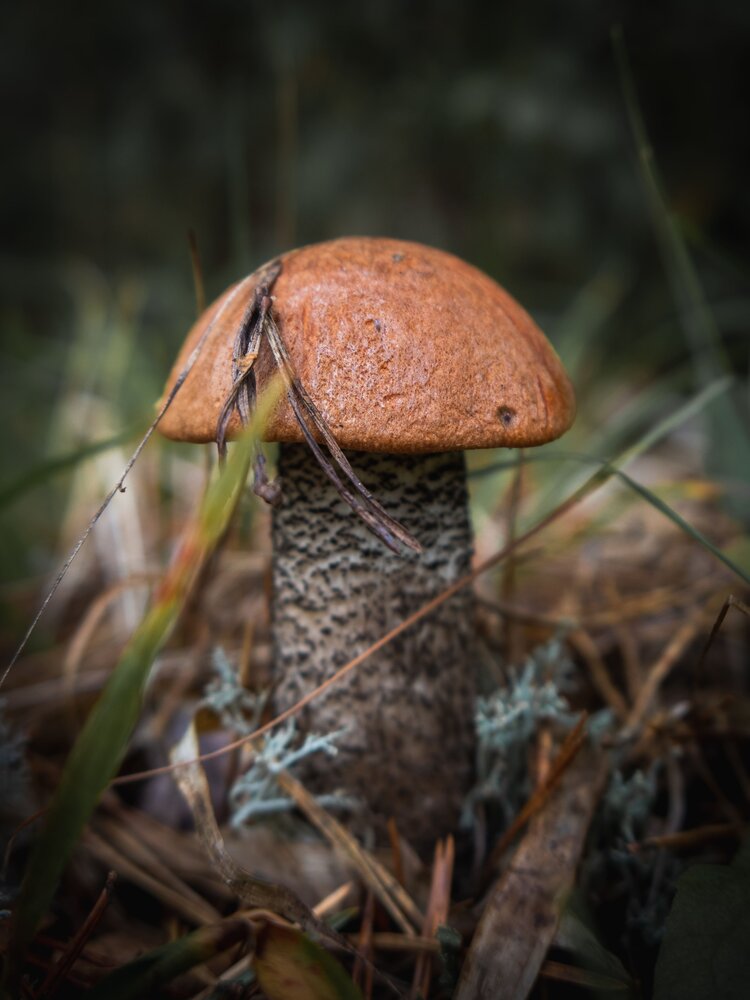 Photograph by Бравичева Анастасия