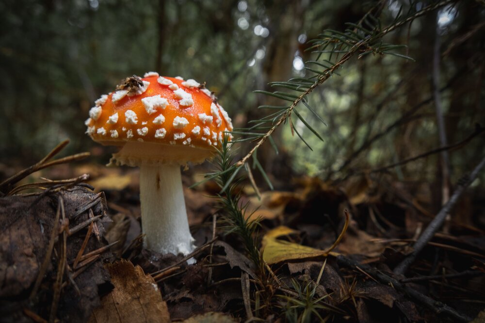Photograph by Бравичева Анастасия