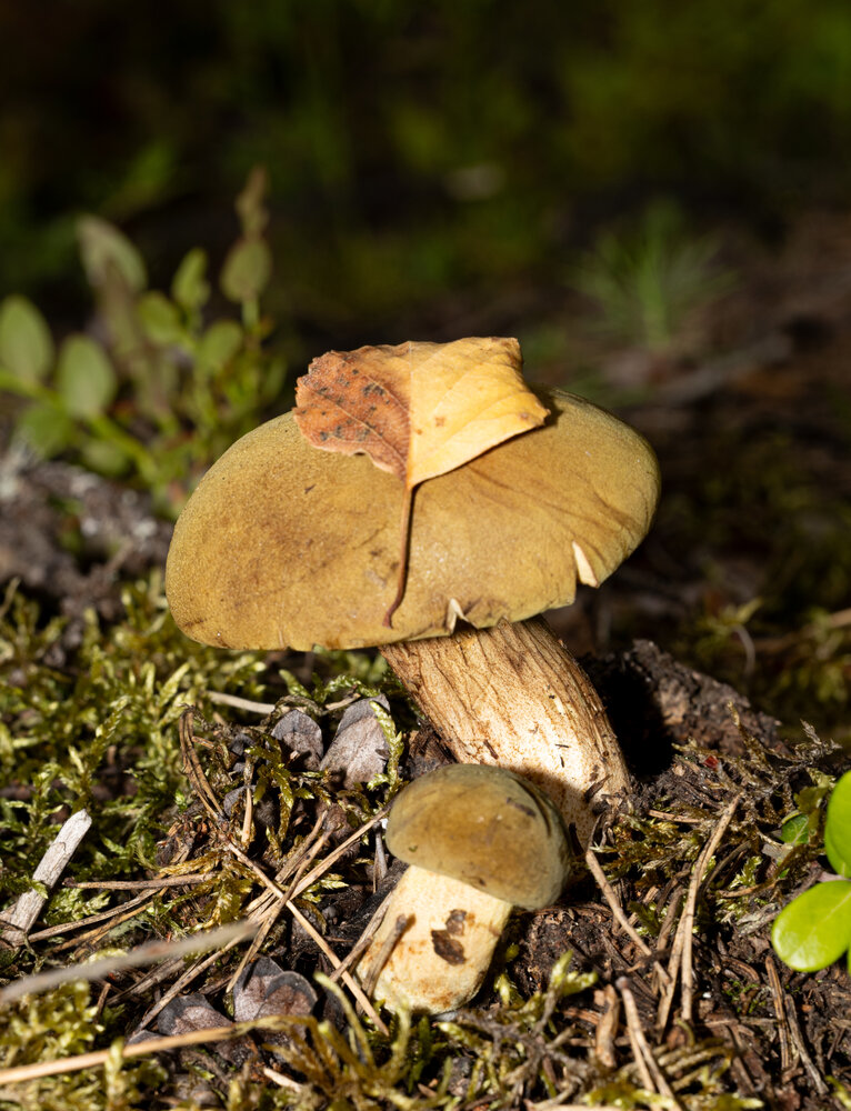 Photograph by Святослав Бондарук