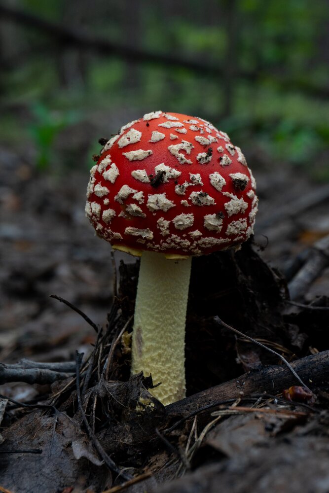 Photograph by Максим Шевченко