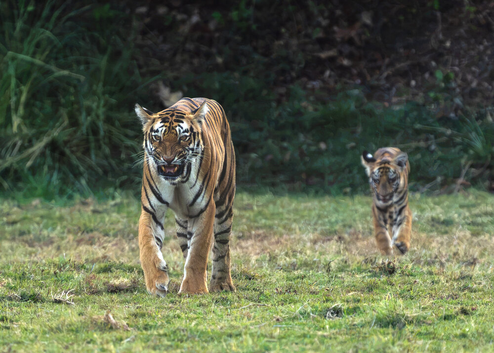 Fierce Protection: Junabai’s Warning