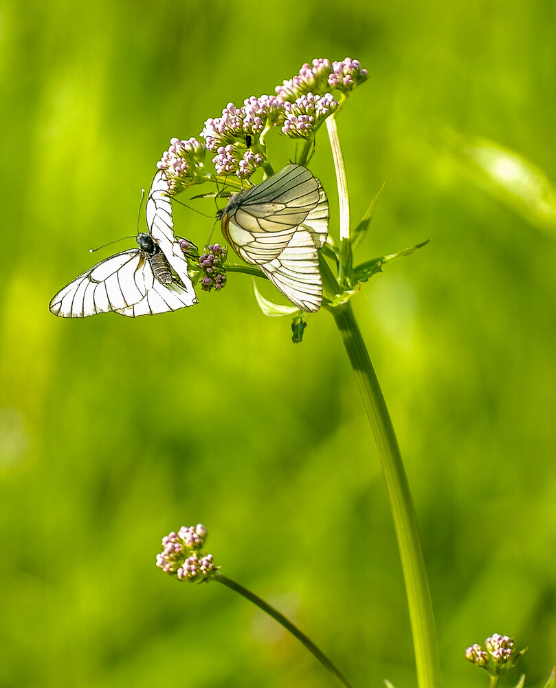 Photograph by Михаил Измайлов