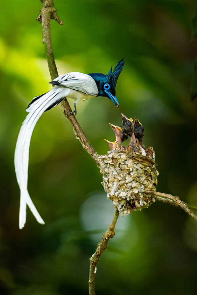 Photograph by Rakesh Murmu