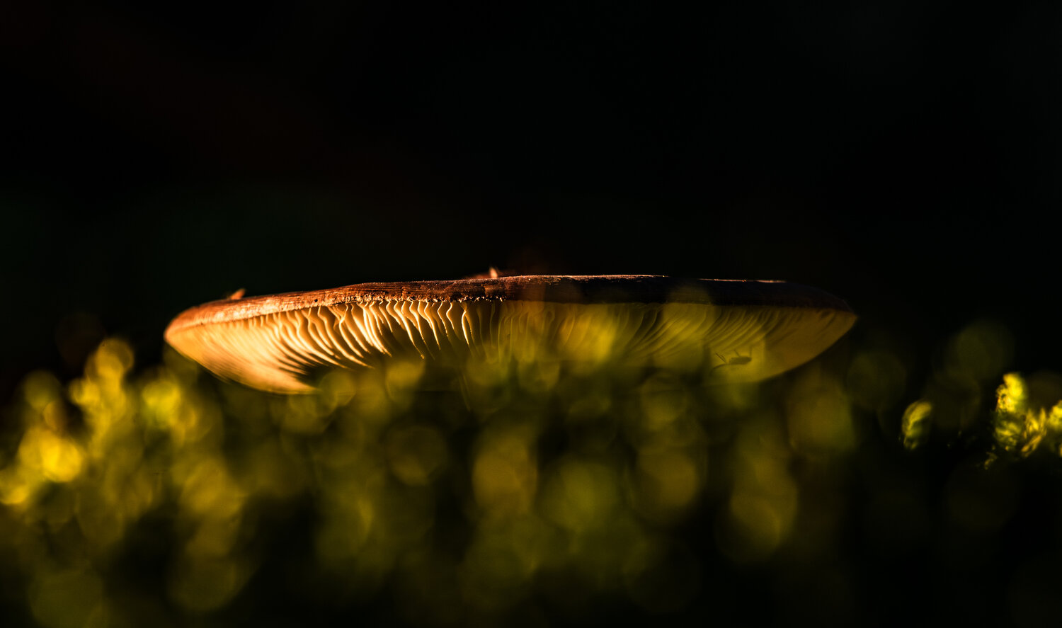 Photo #13927805