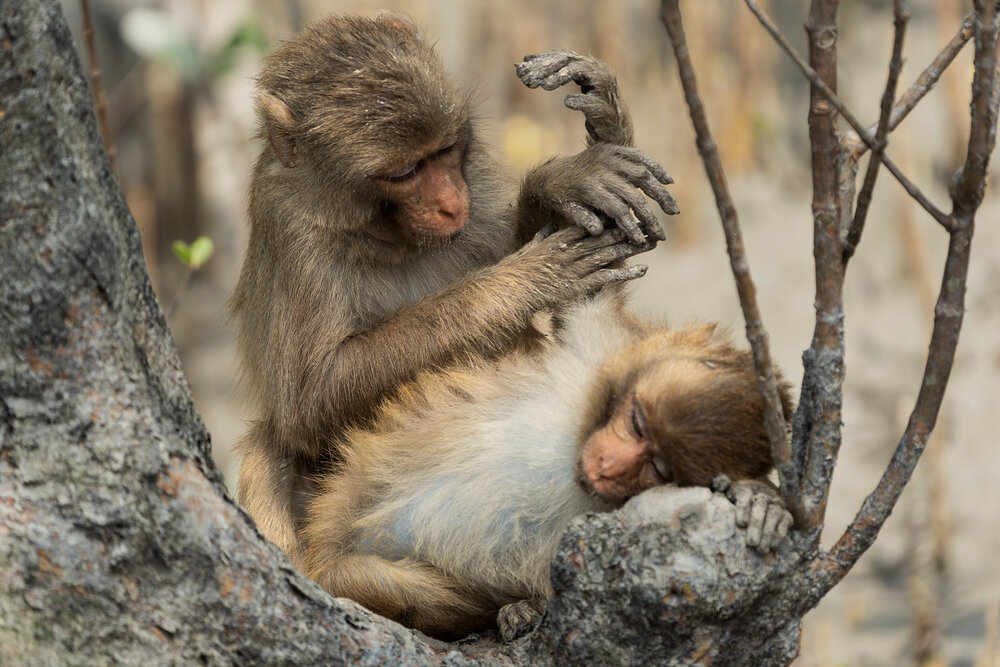 The Guarded Cradle