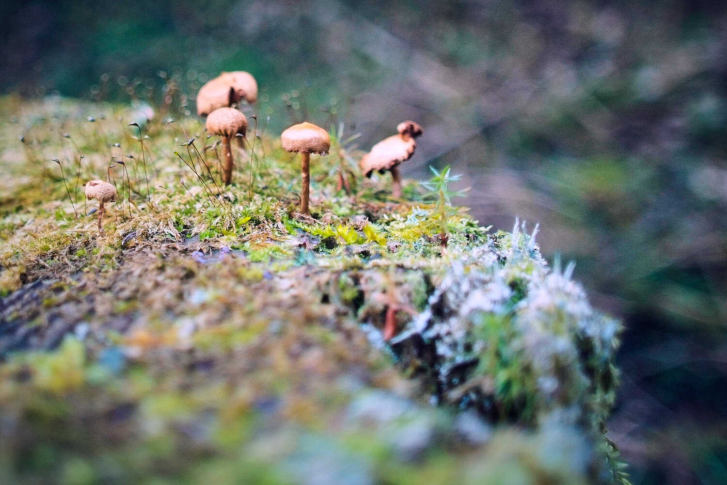 Photo #13927870