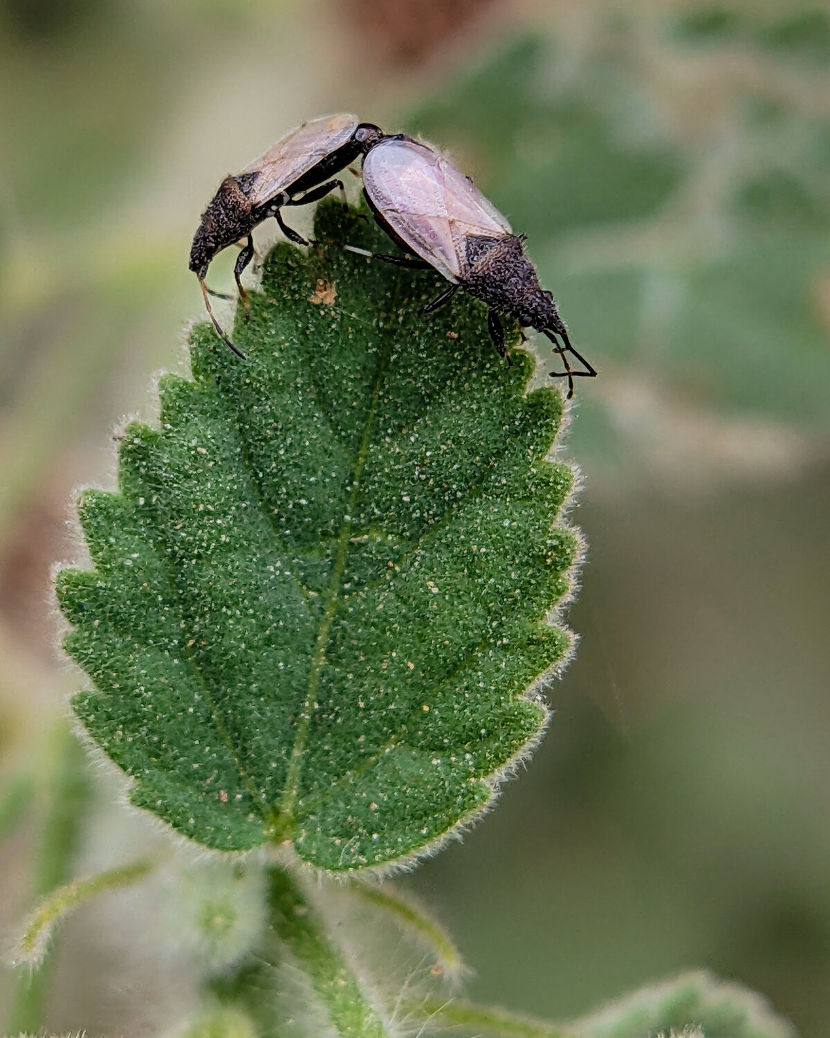 Macro-Duet