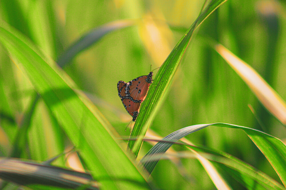 Photograph by Ziad Rizwan