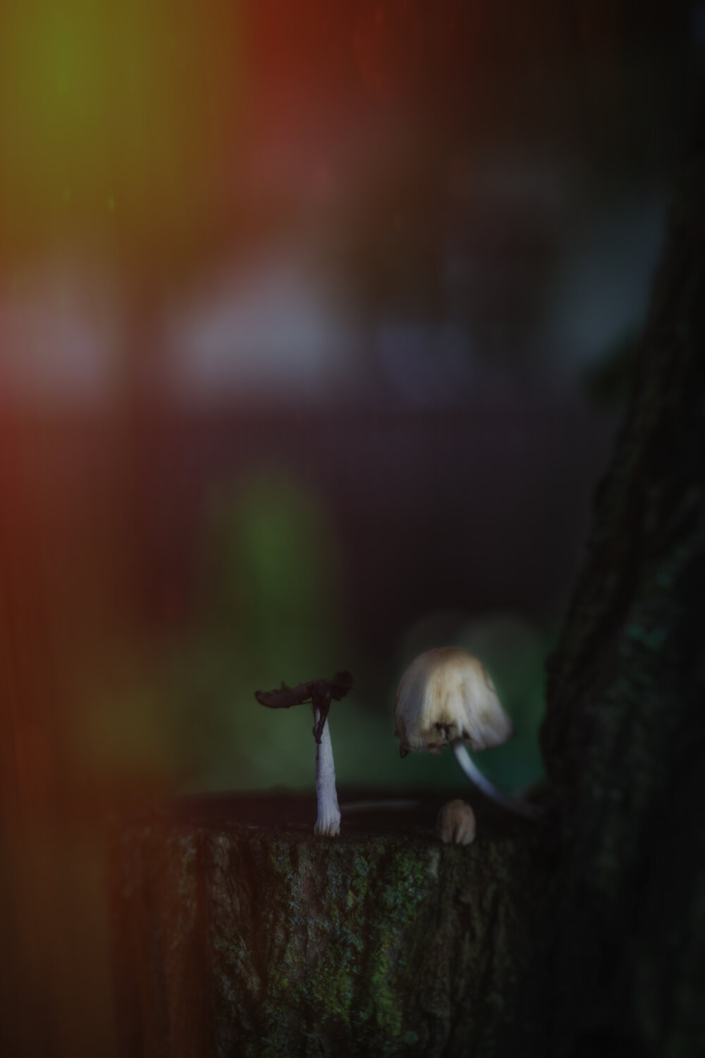 Photo #13928306