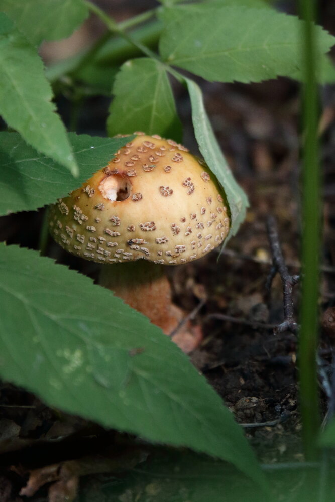 Мухомор серо-розовый (Amanita rubescens)