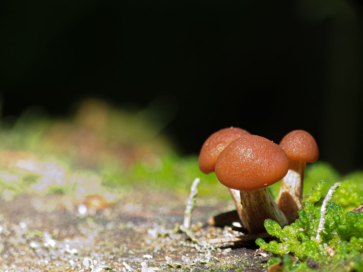 Photo #13928424