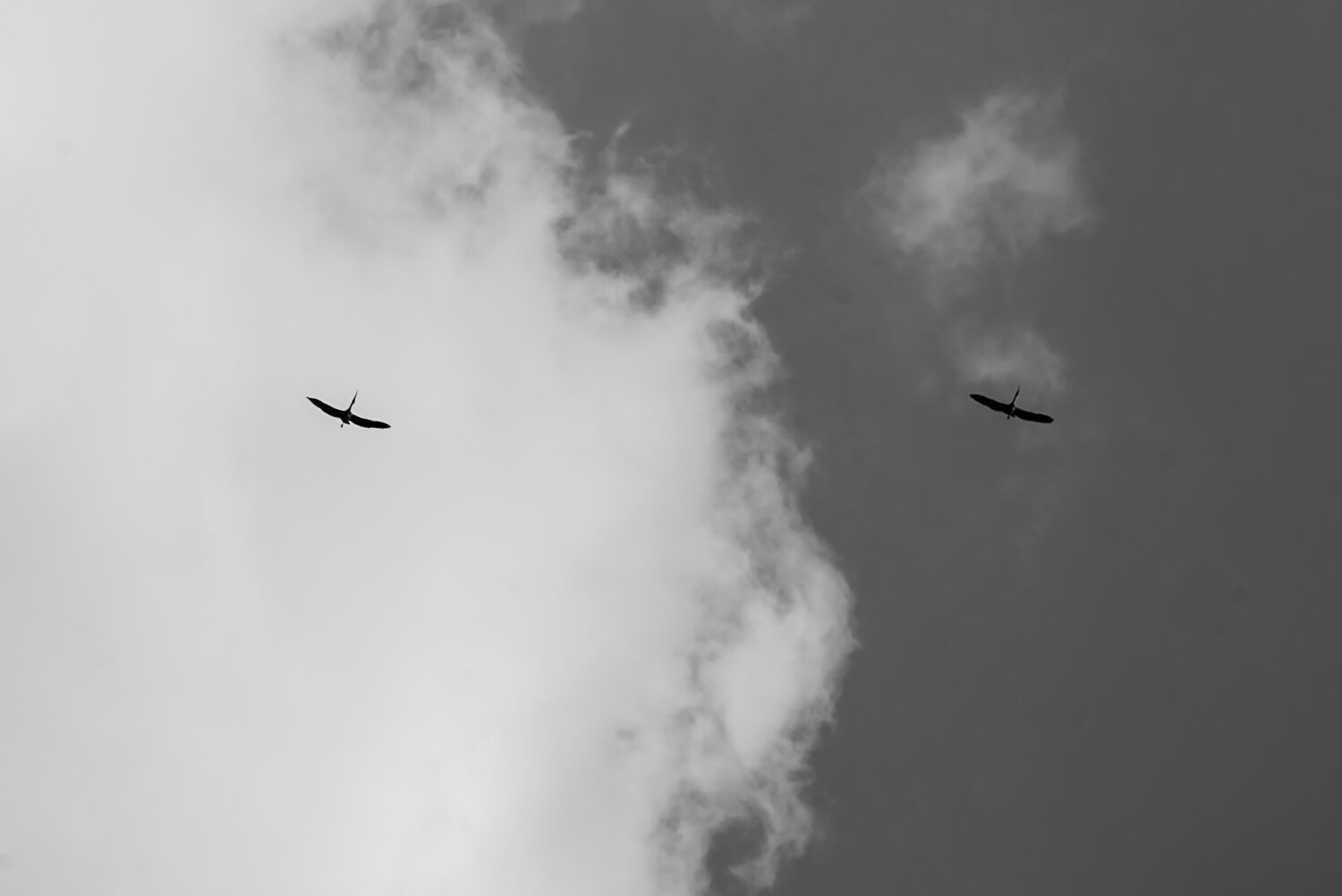 Photo #13928442