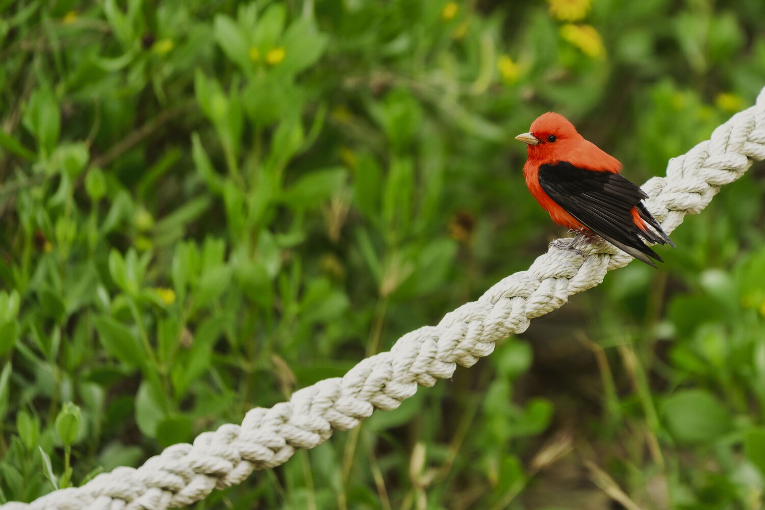 Scarlet tanager by Texas coast