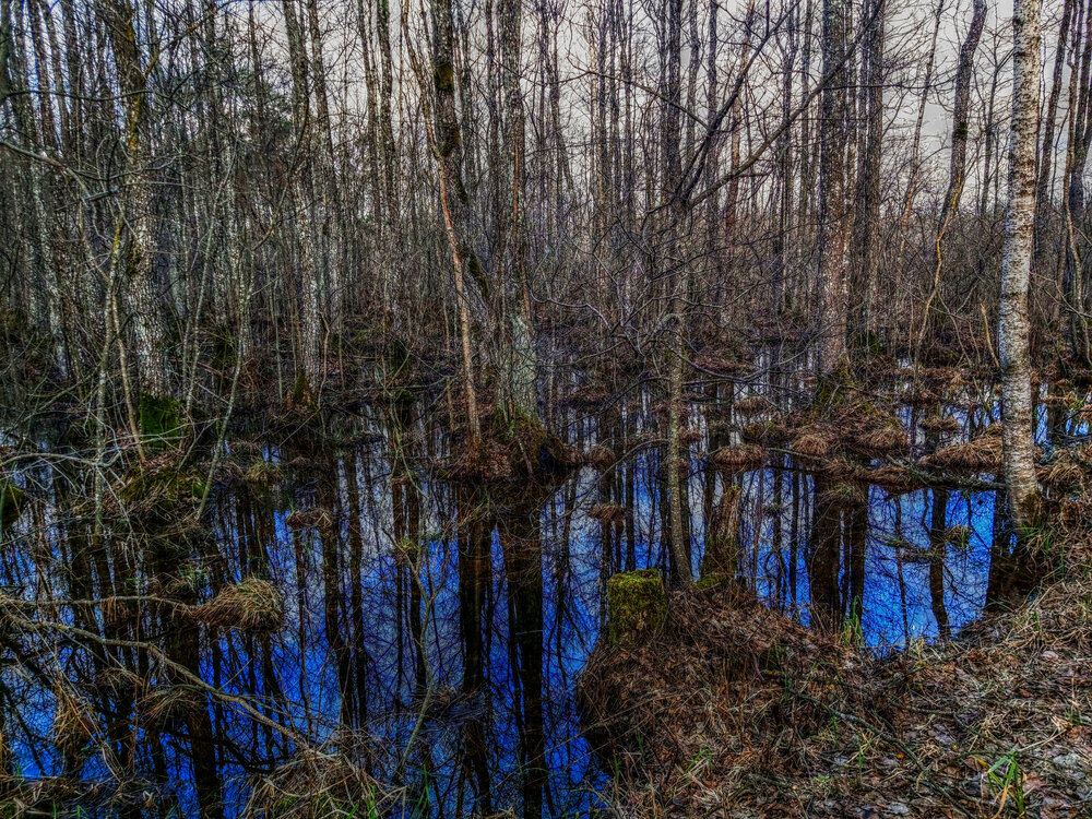 Birches And Cold Water