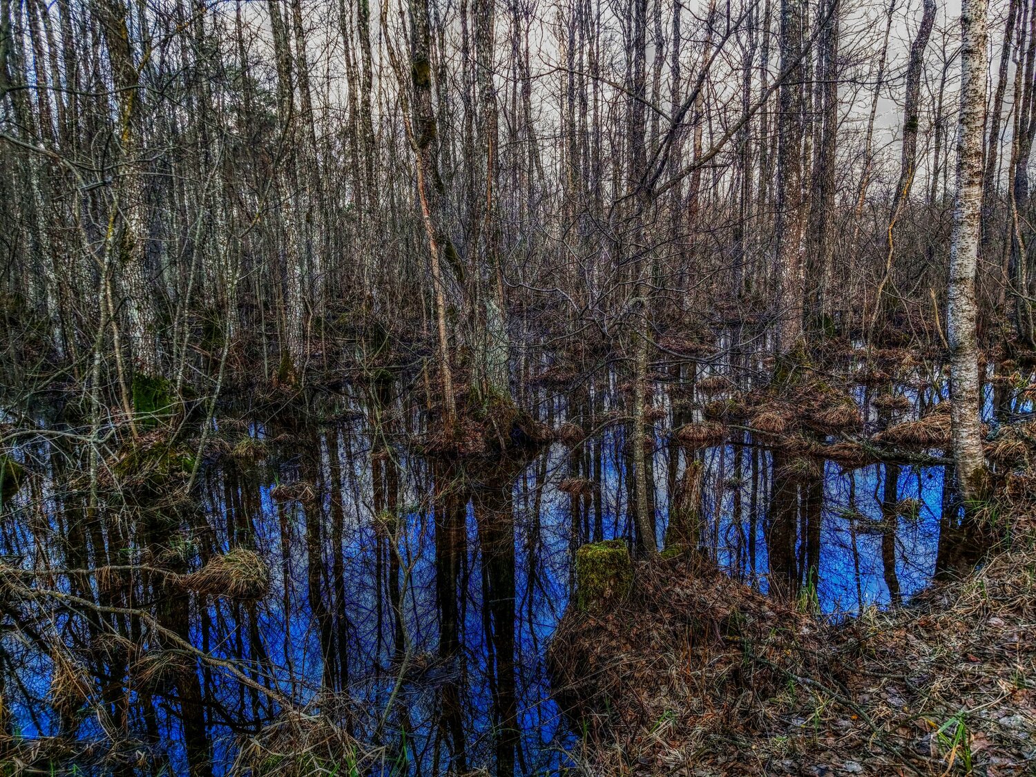 Birches And Cold Water