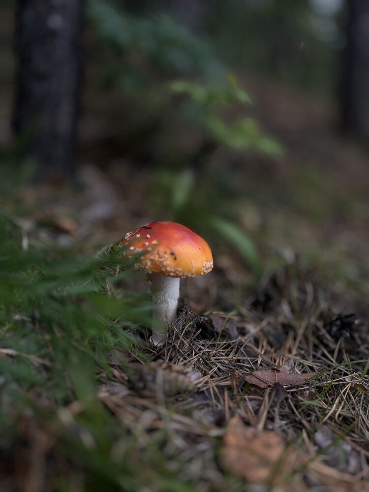 Photograph by Марина Карплюк
