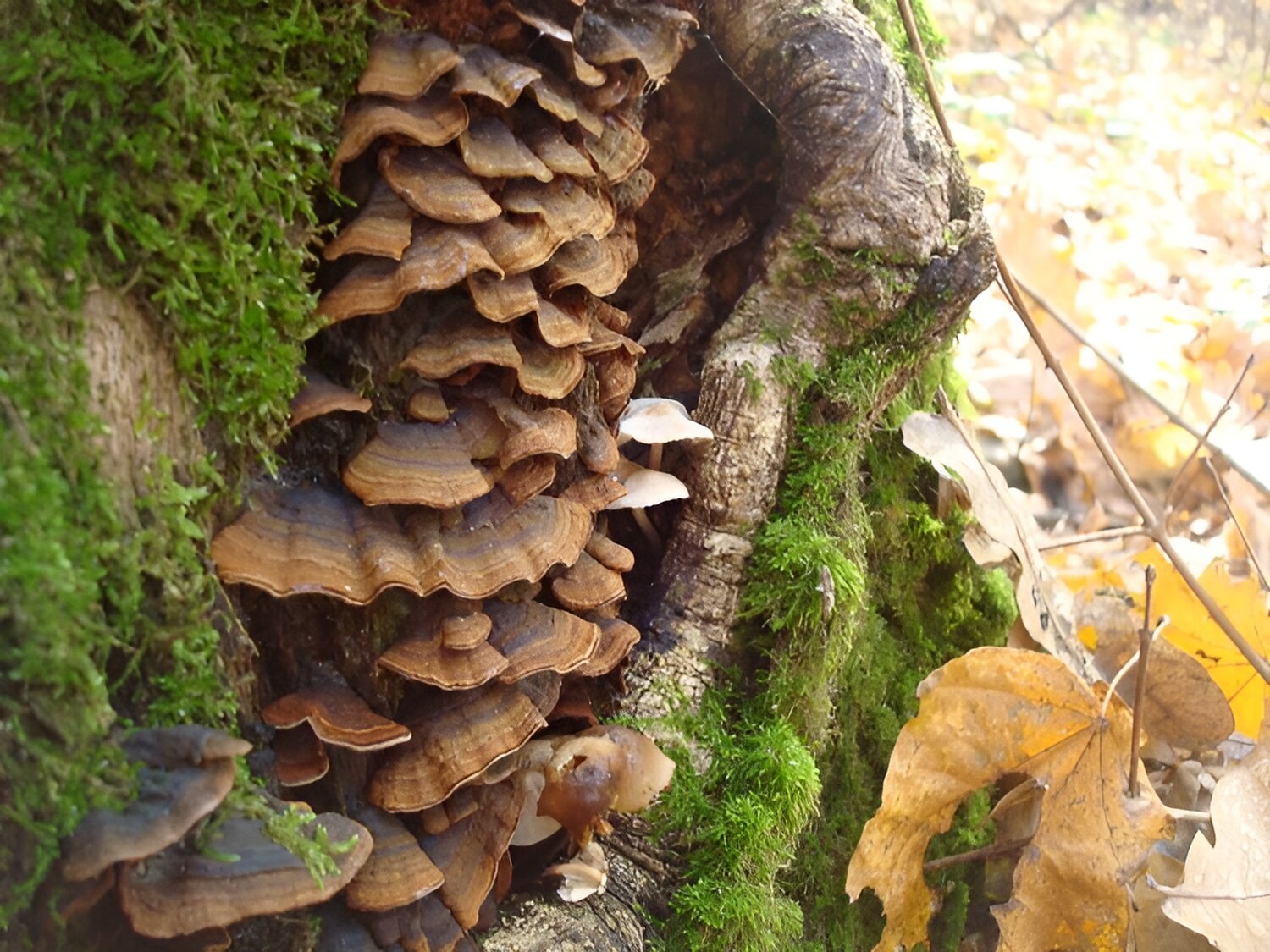 Photo #13928748