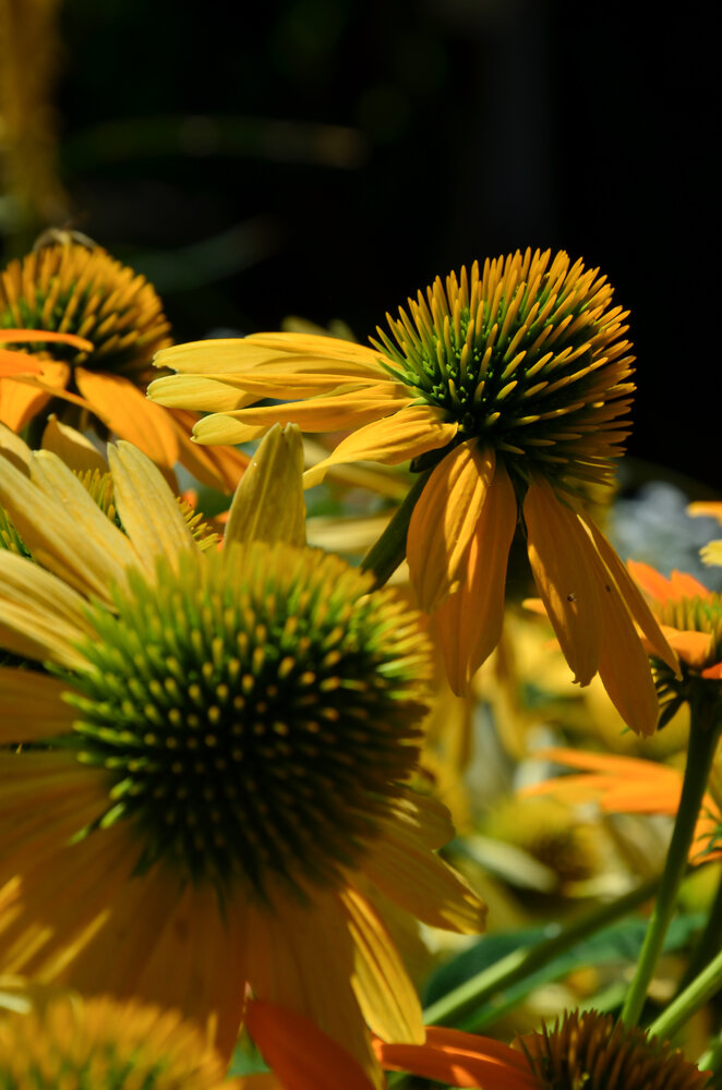 ​Symmetry of Nature