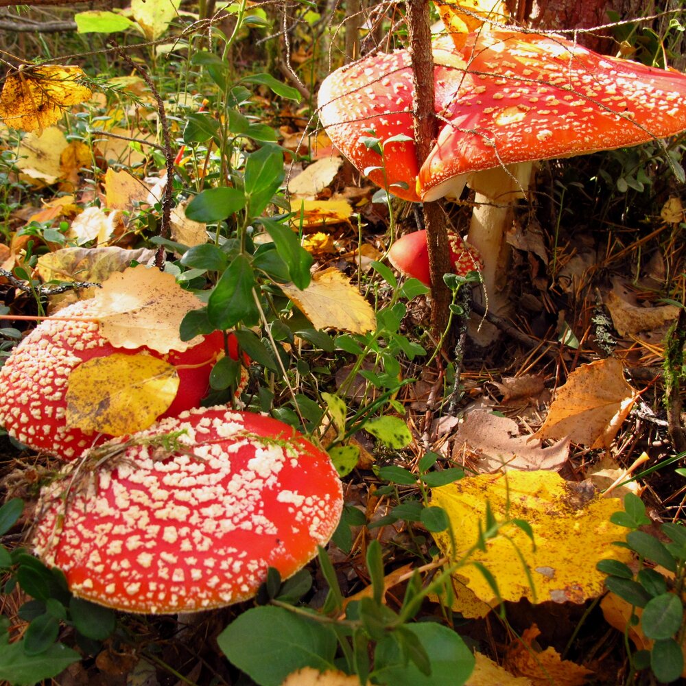 Photograph by Ульяна Кузьмина