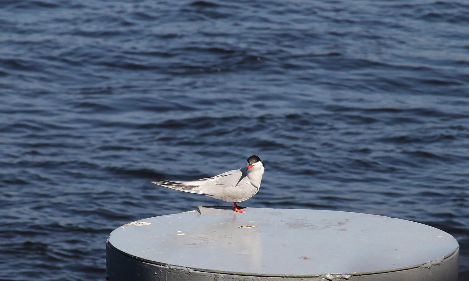 Photo #13929105