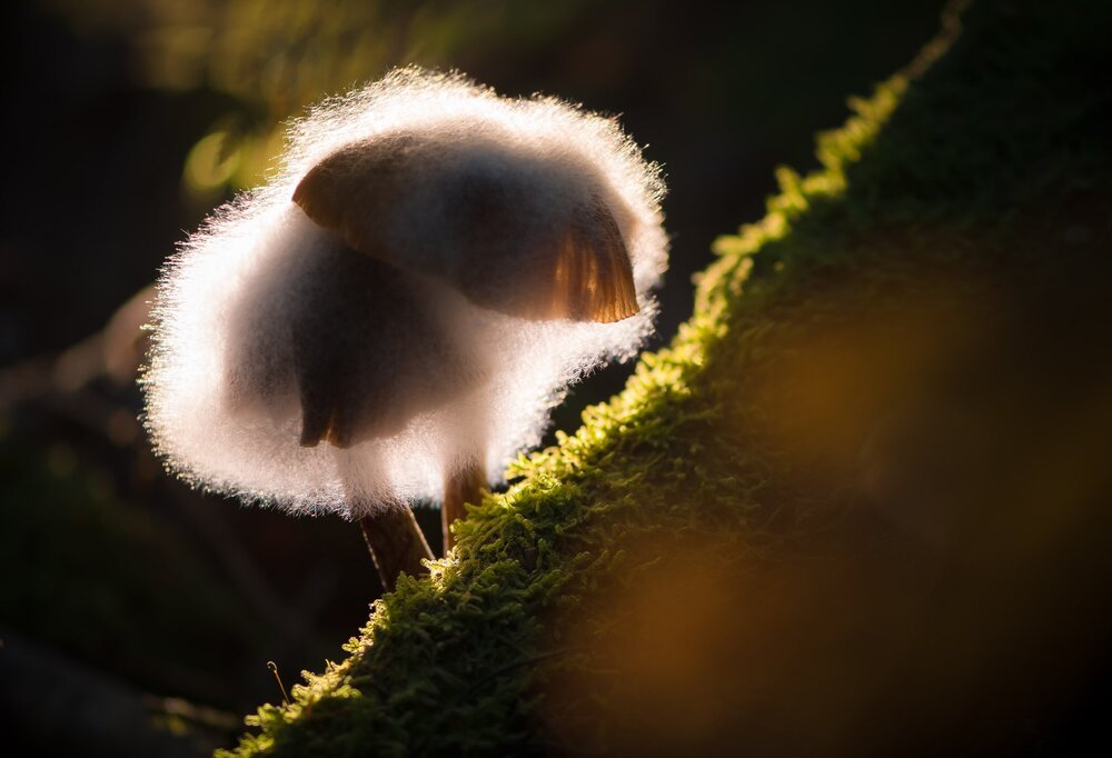 Photograph by Соварцева Ксения