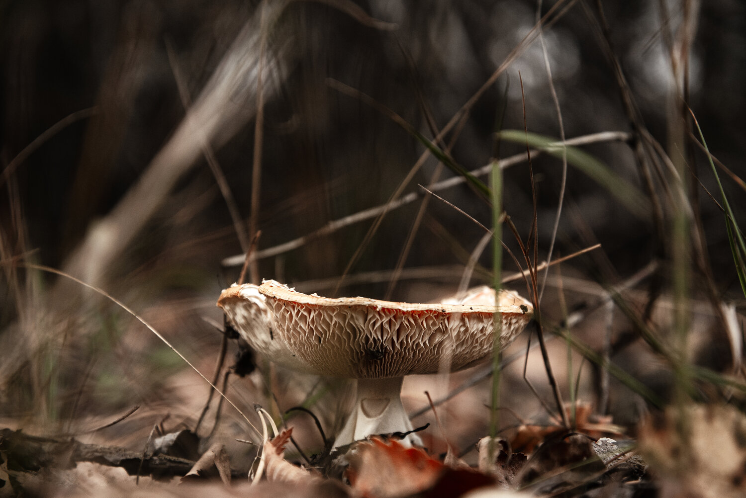 Photo #13929238