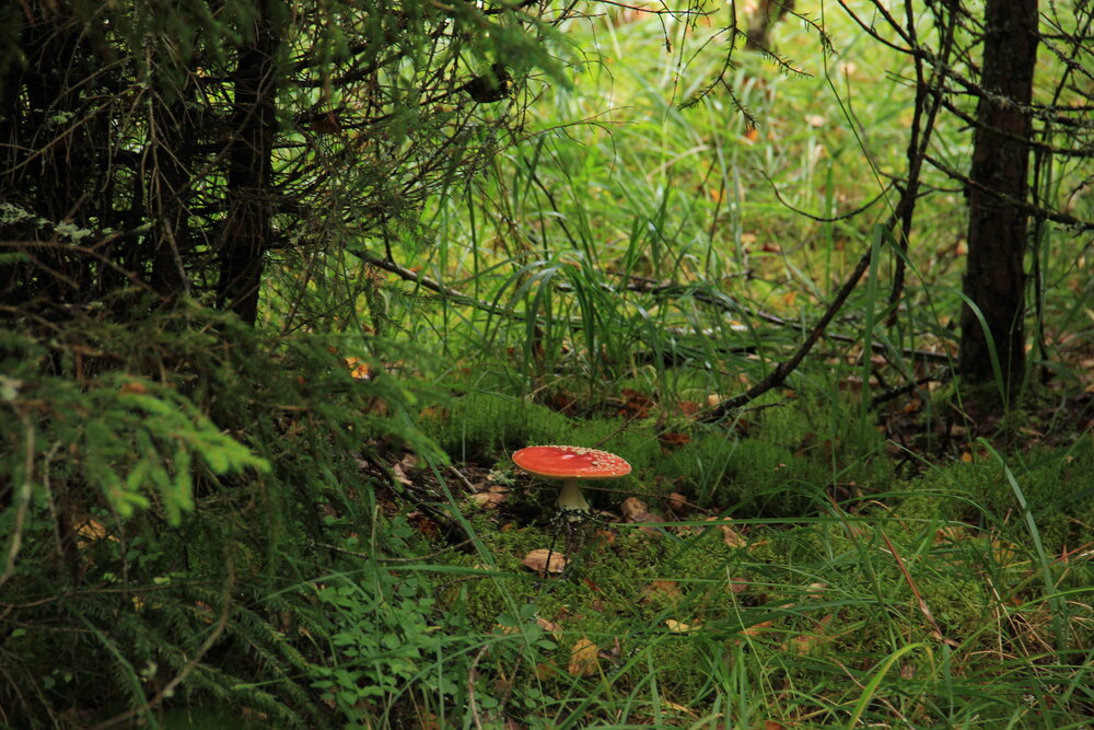 Photograph by Волкова Владимира