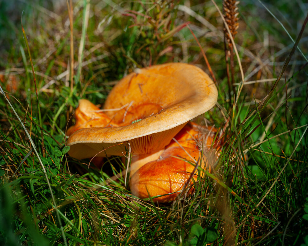 Photograph by Денис Дорошенко