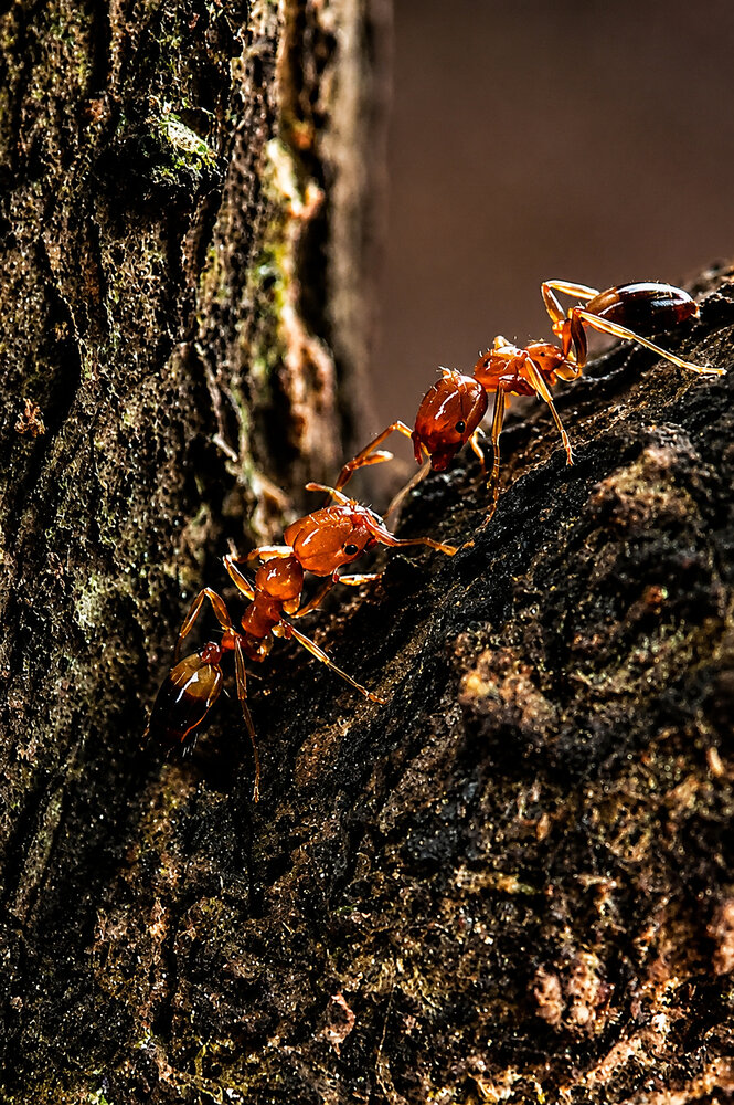 Photograph by Sourav Dutta