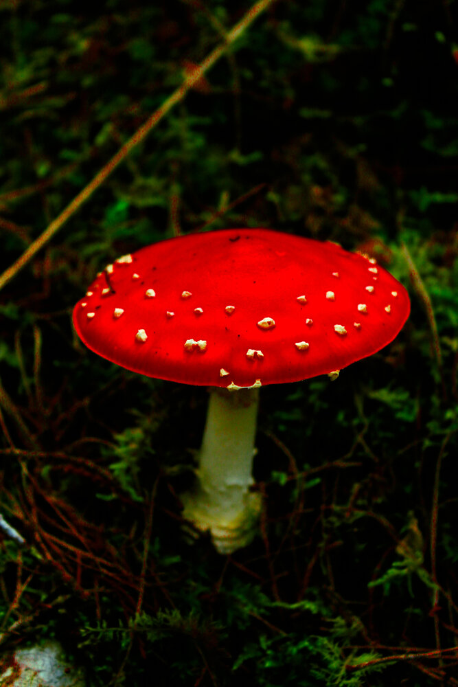 Scarlet Beacon
