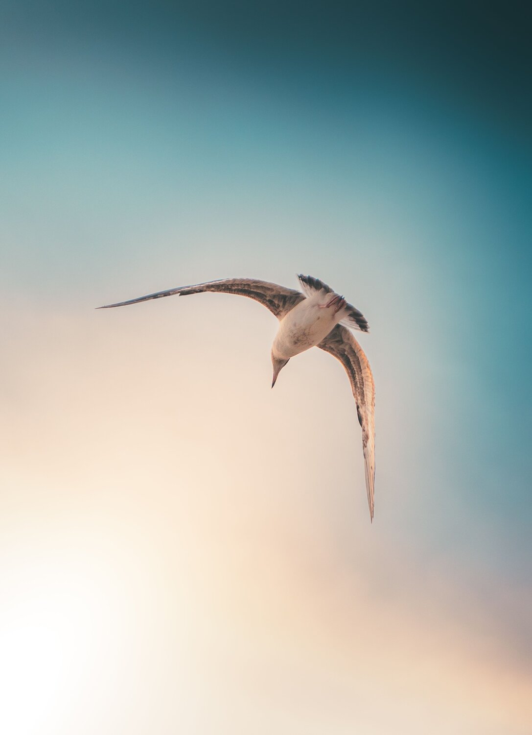 Photo #13929454