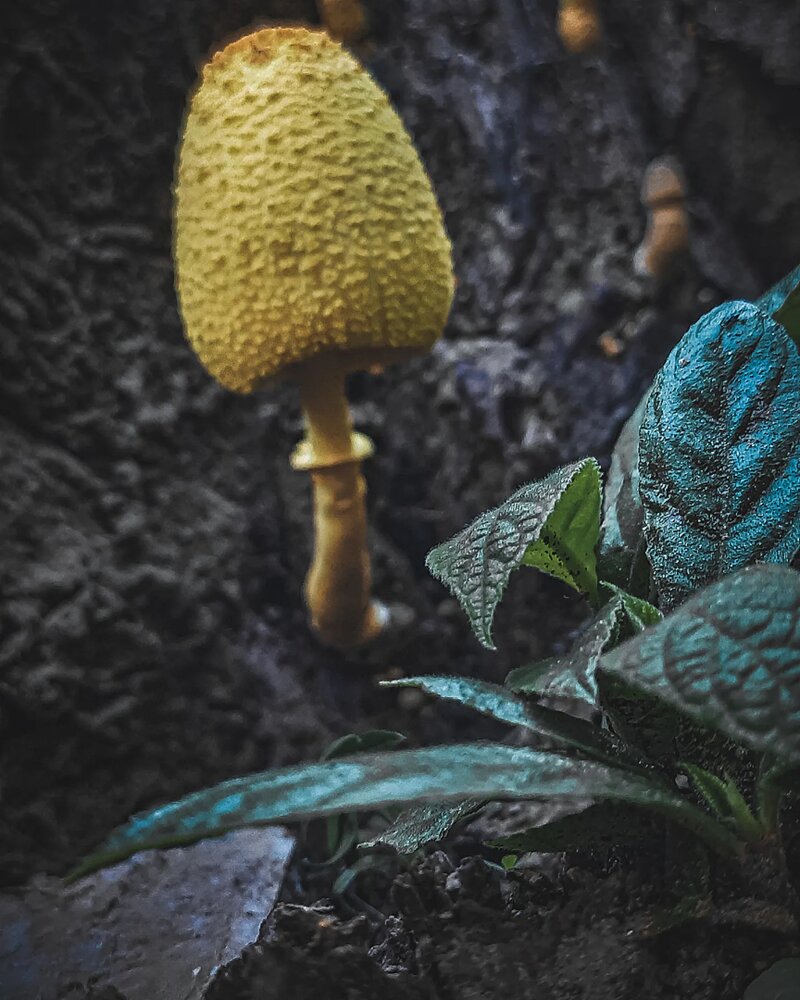 Leucocoprinus birnbaumii