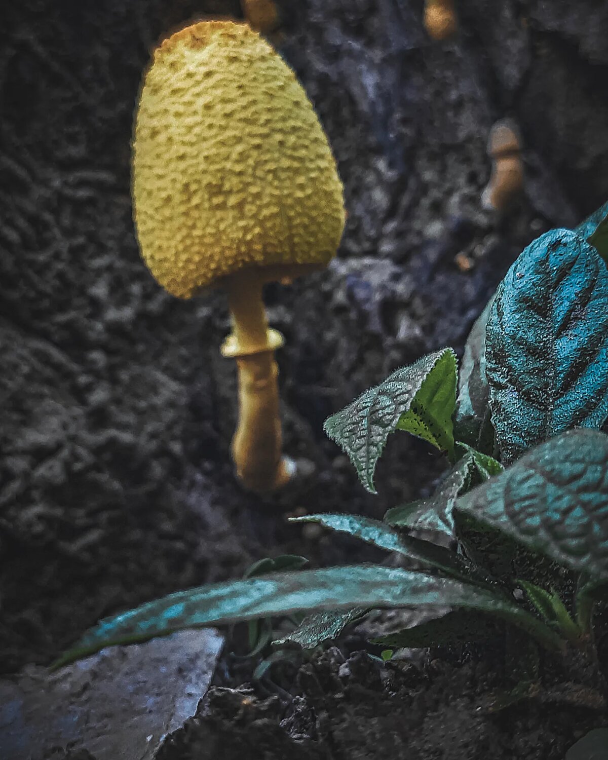 Leucocoprinus birnbaumii