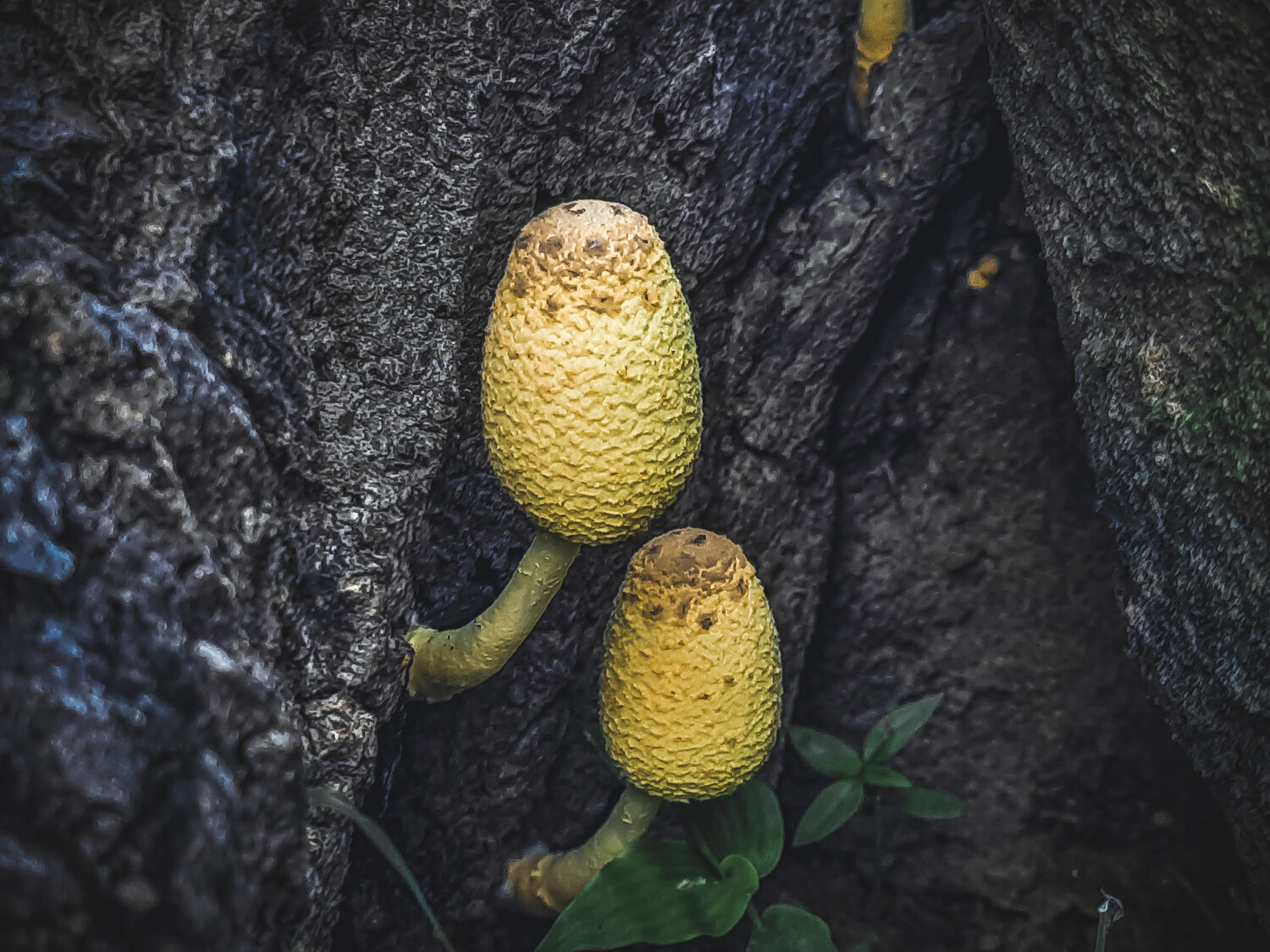 Leucocoprinus birnbaumii