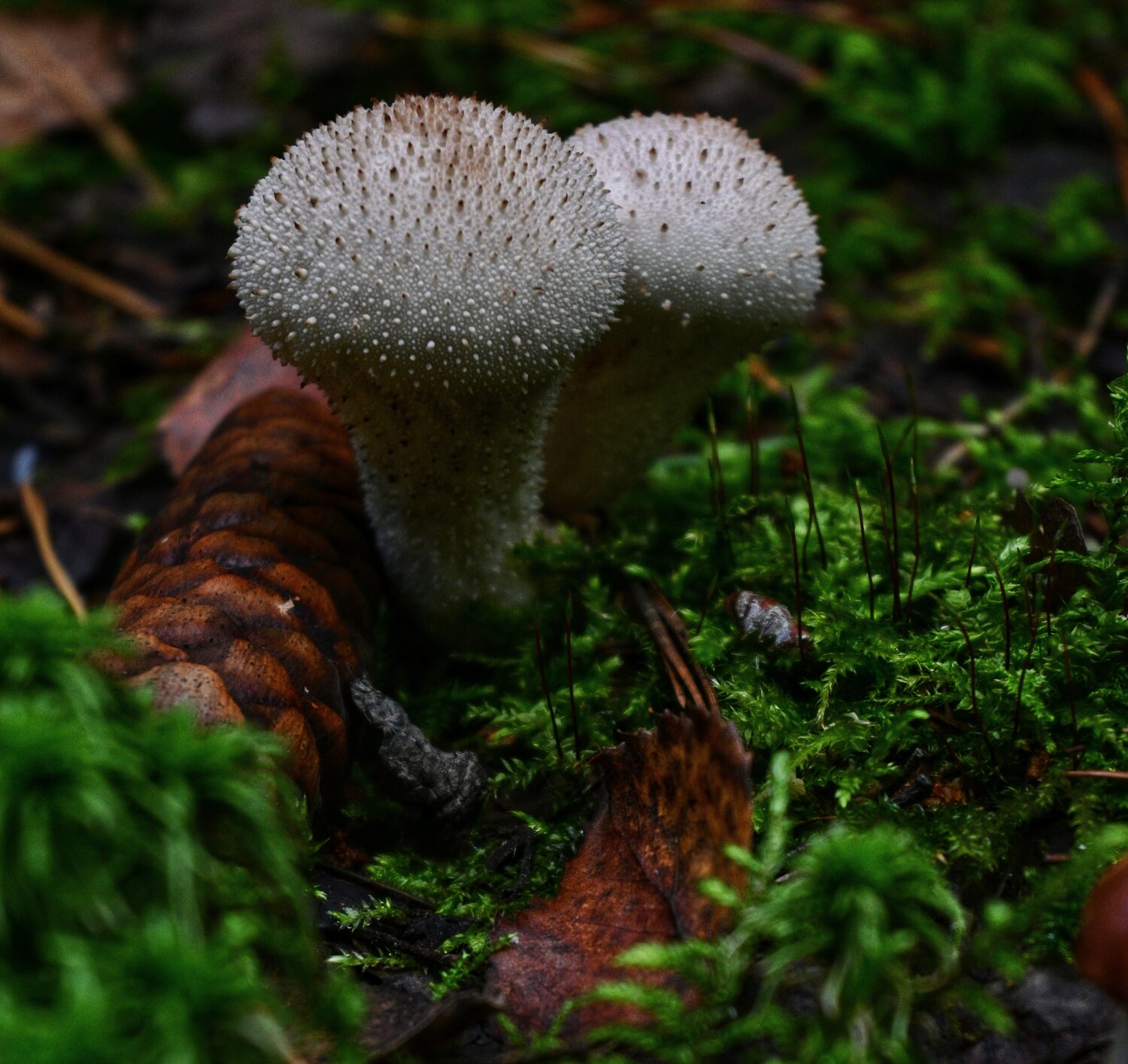 Photo #13929635