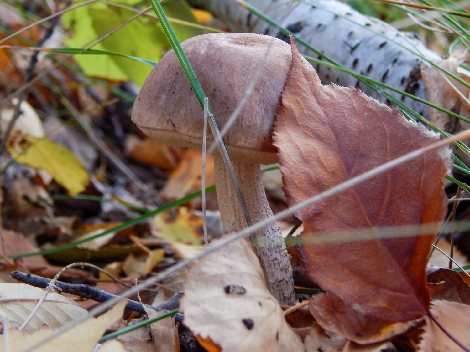 Photo #13929643