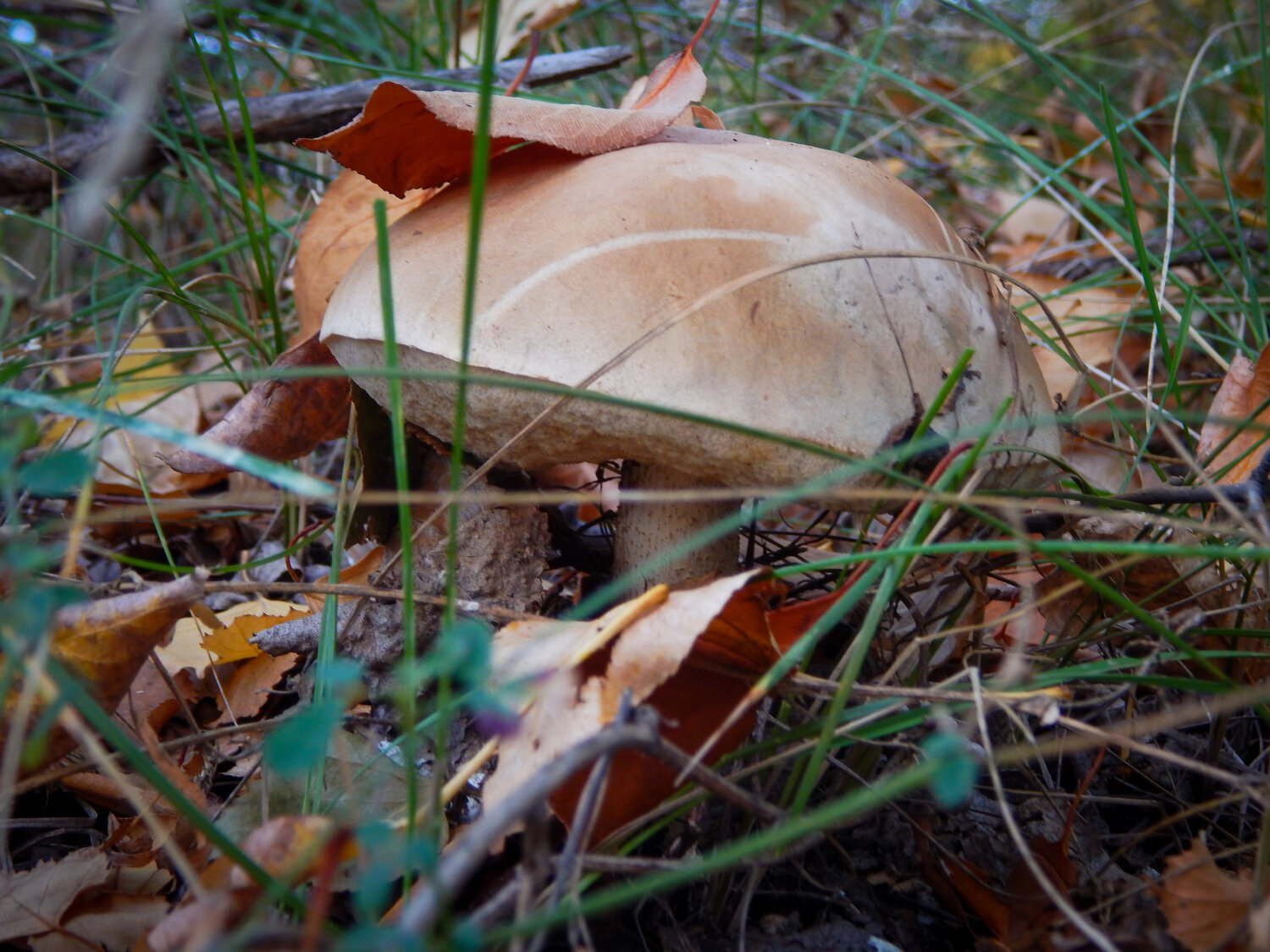 Photo #13929645