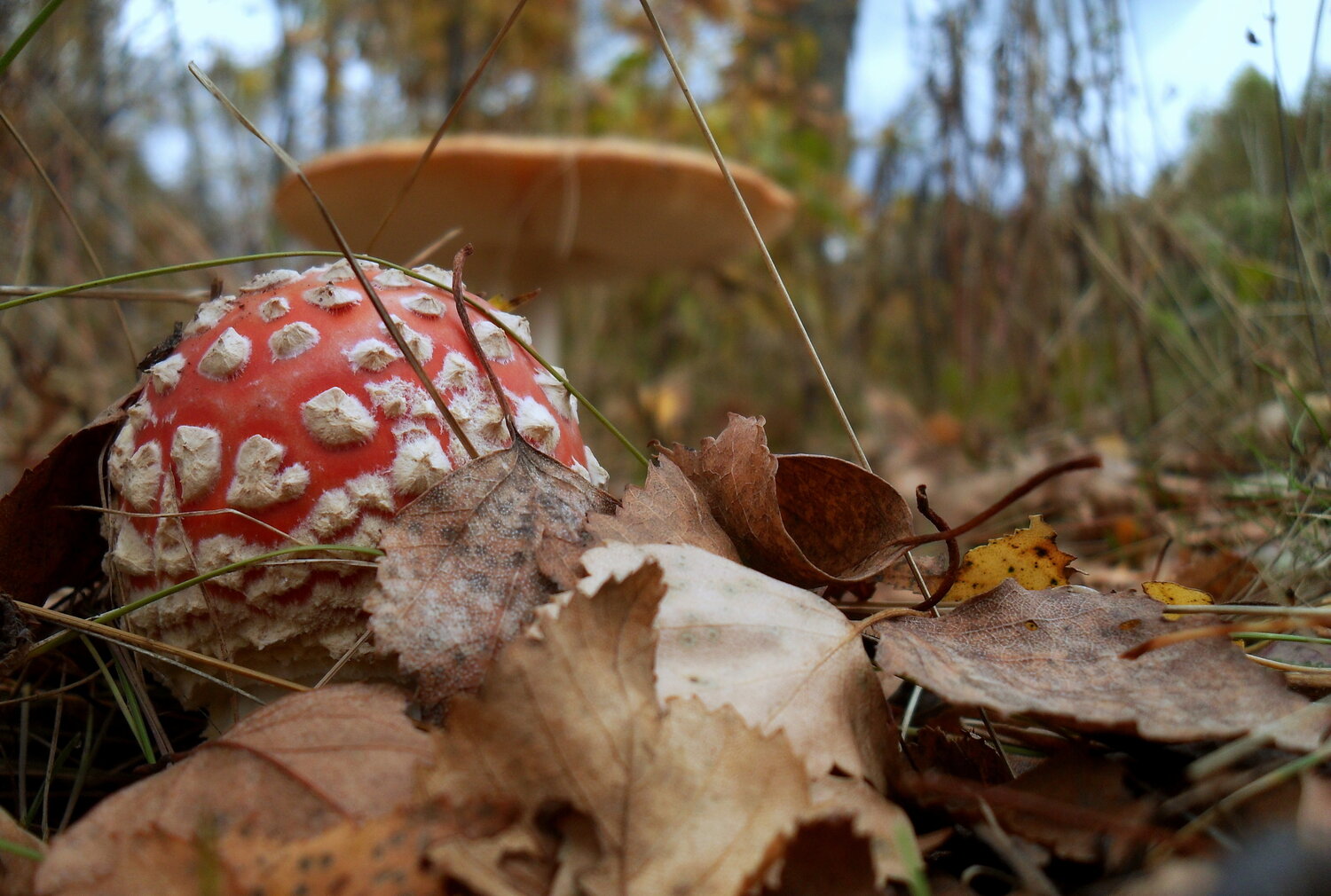 Photo #13929778