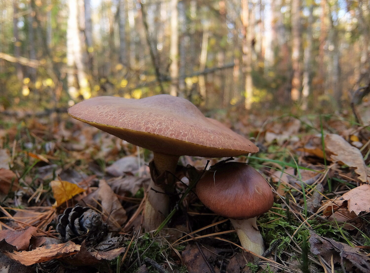 Photo #13929782