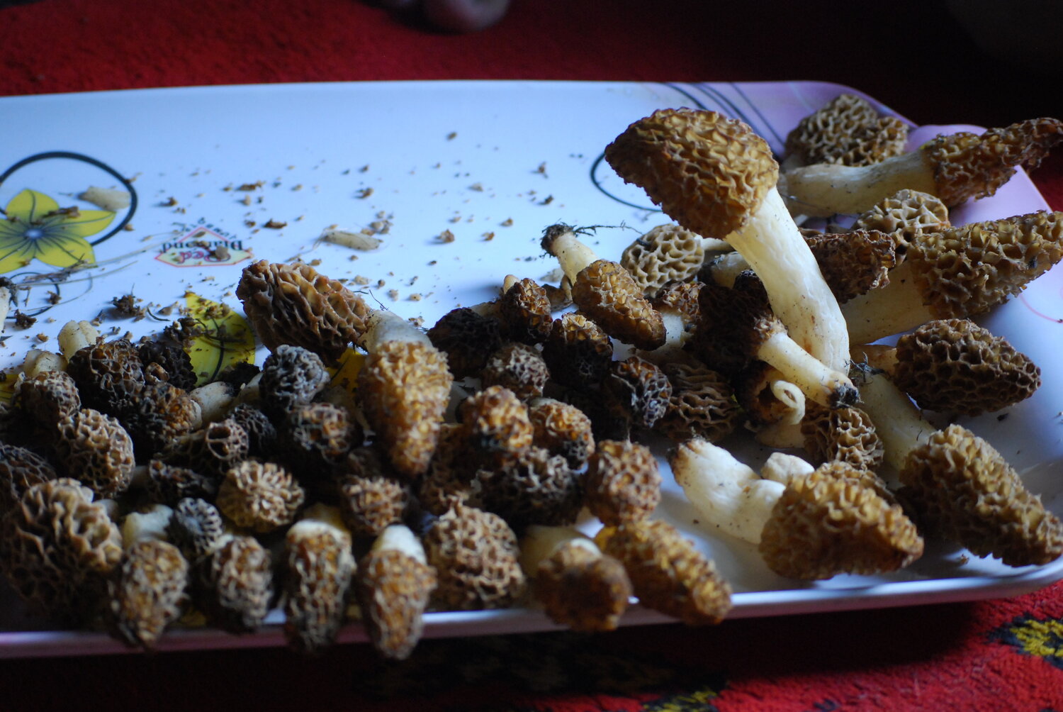 Photo #13929873