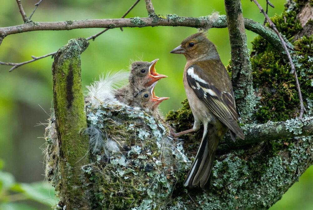 Photograph by Владислав Иопек