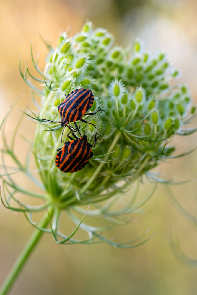 Photograph by BESPAMIATNYI Dmitry