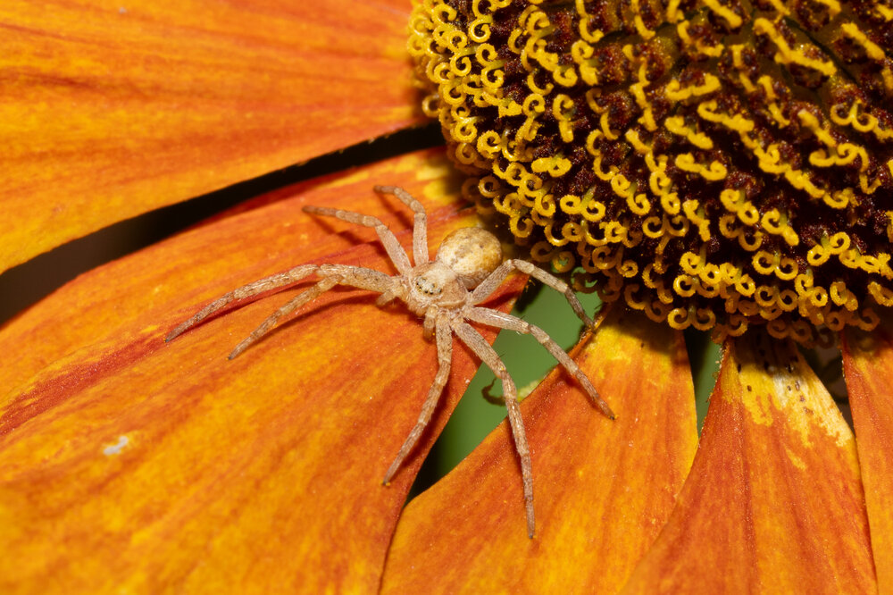 on the flower