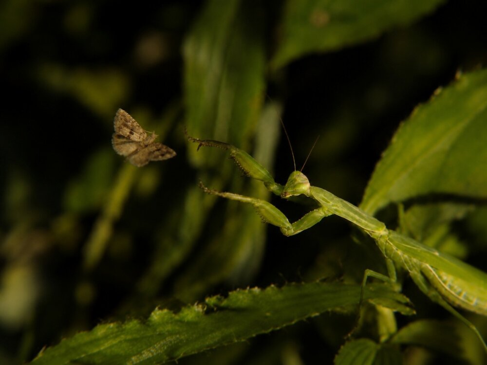 Photograph by Sourav Dutta