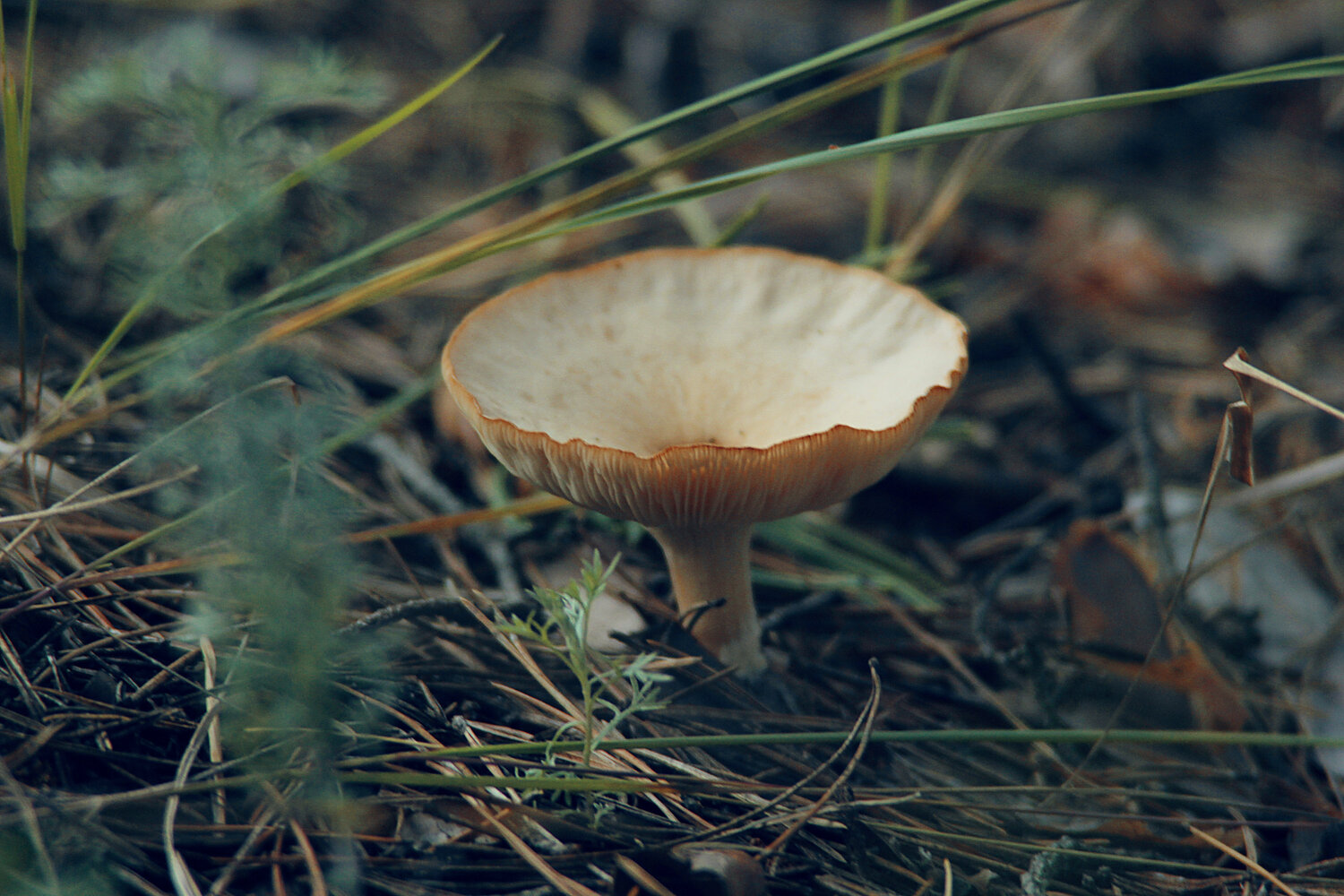Photo #13930292